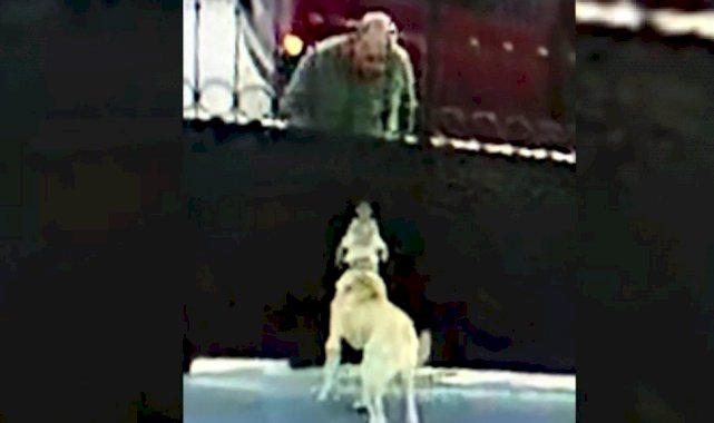 Kayseri'de Aksaray Malaklısı cinsi köpek hırsızın hedefi oldu