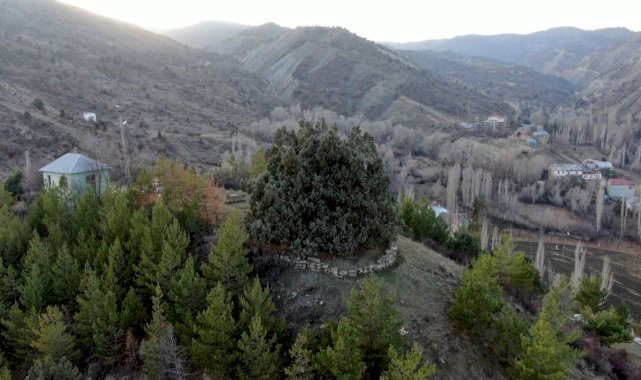 Sivas'ta bulunan bin yıllık ardıç ağacı