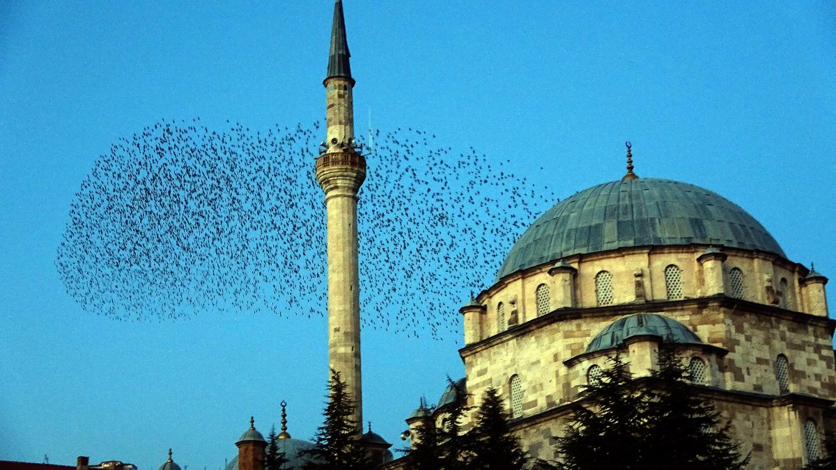 Yozgat&#039;ta sığırcık sürüsü ezan sesiyle mest etti