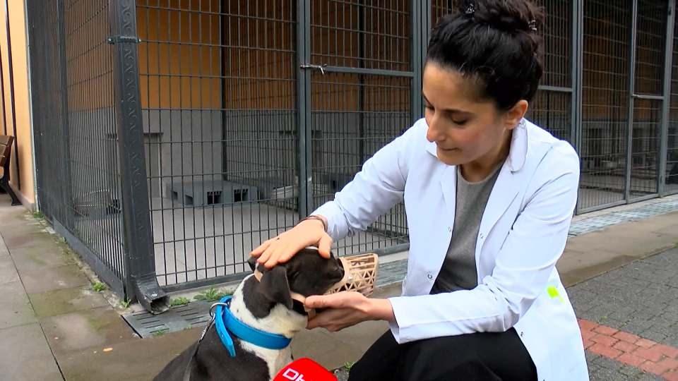 20 bin 843 köpek kayıt altına alındı