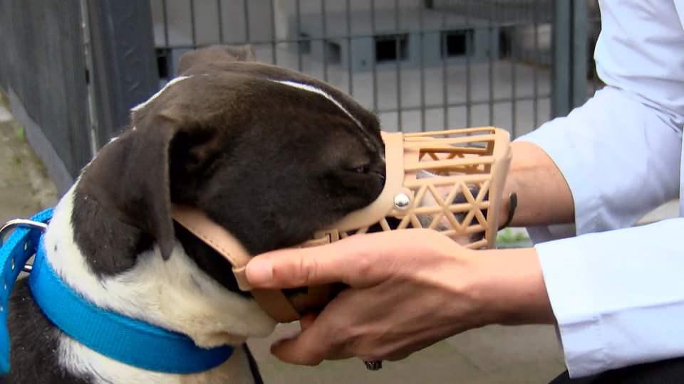 20 bin 843 köpek kayıt altına alındı