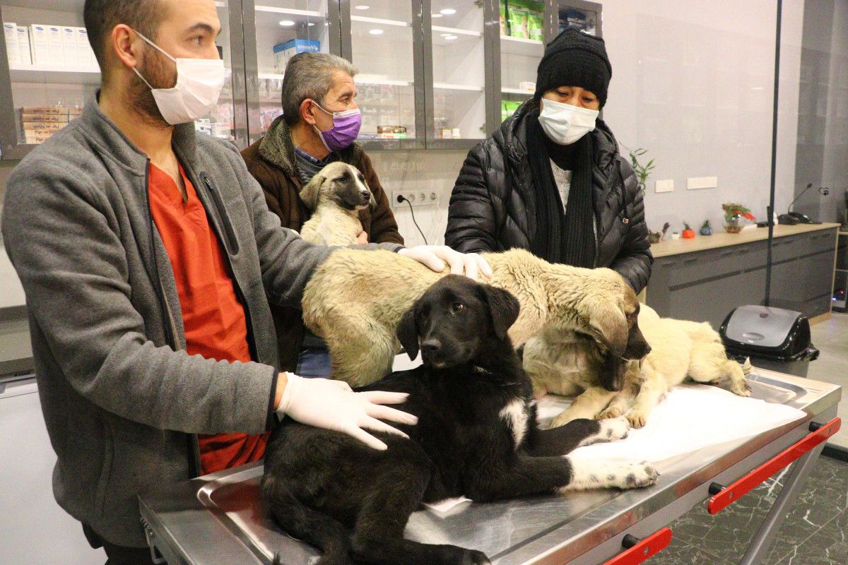 Ankara'da zehirlendiği tahmin edilen 9 yavru köpekten 4'ü öldü