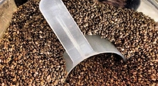 Chia Tohumu Faydaları Nelerdir? Tüm Faydaları Burada!