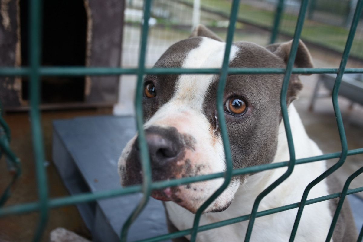 Edirne'deki barınaklarda yasak ırklar için yer kalmadı