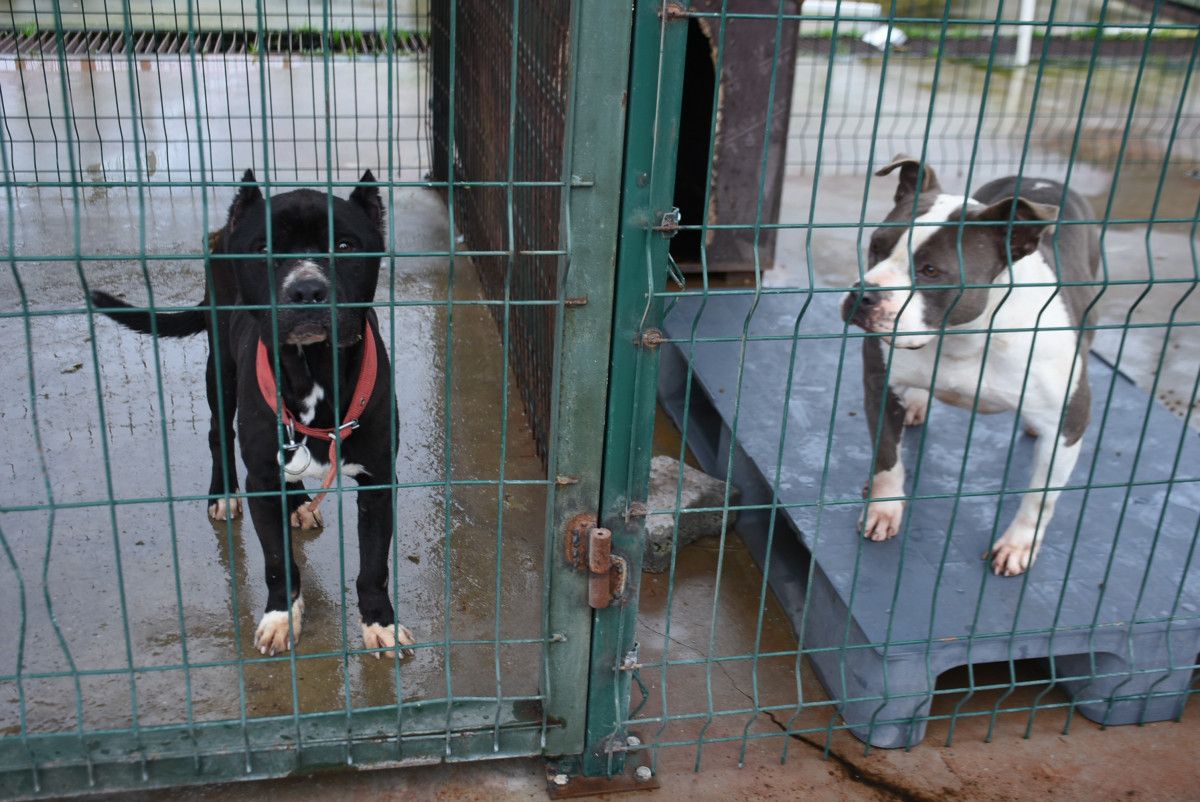 Edirne'deki barınaklarda yasak ırklar için yer kalmadı