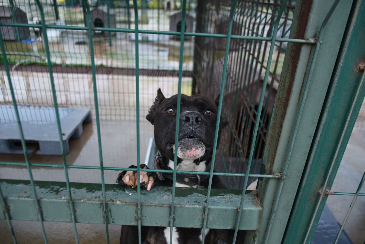 Edirne'deki barınaklarda yasak ırklar için yer kalmadı