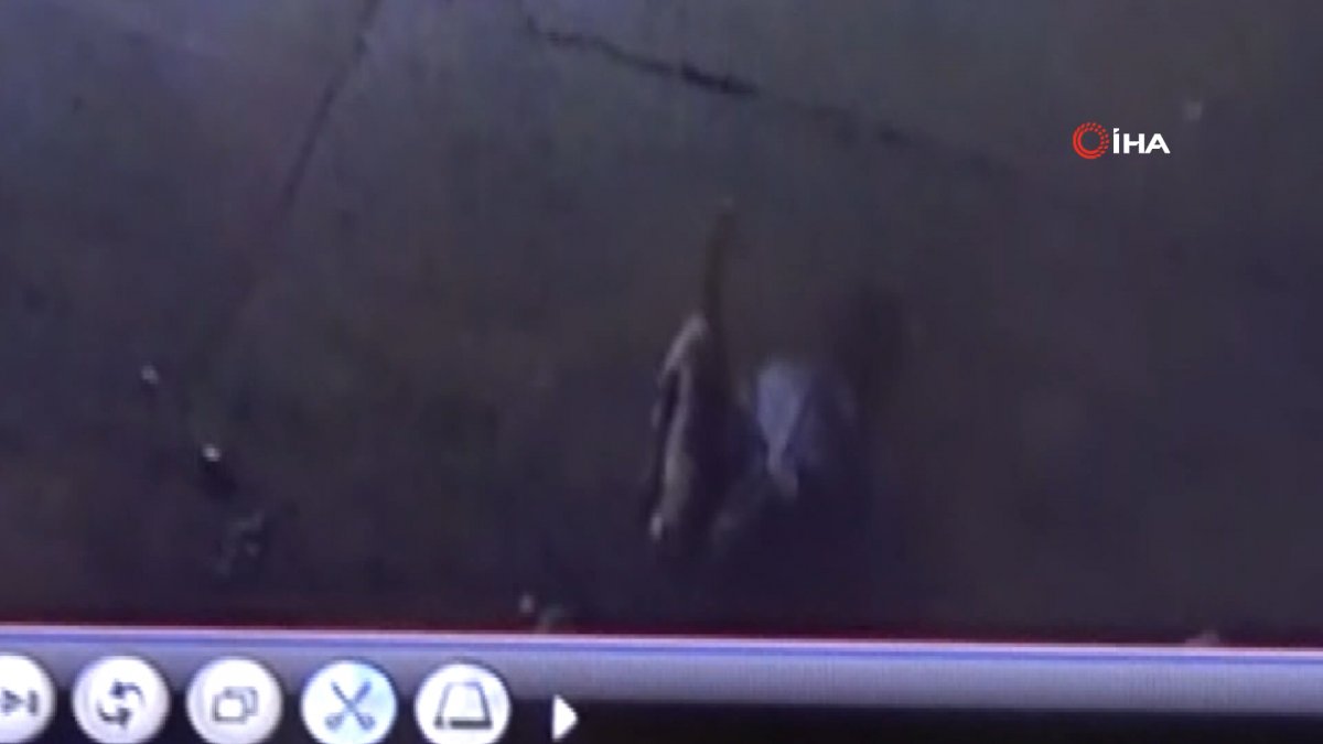 Gaziantep’te karton toplayan kadına pitbull saldırdı