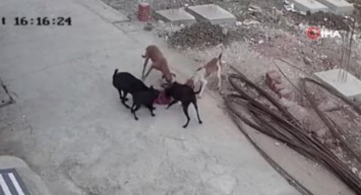 Hindistan'da 4 yaşındaki çocuğa sokak köpekleri saldırdı