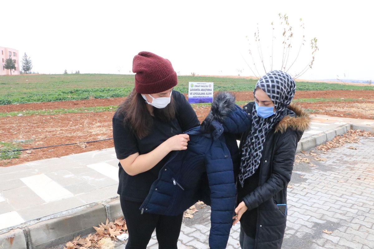 Şanlıurfa'daki üniversite kampüsünde köpek dehşeti