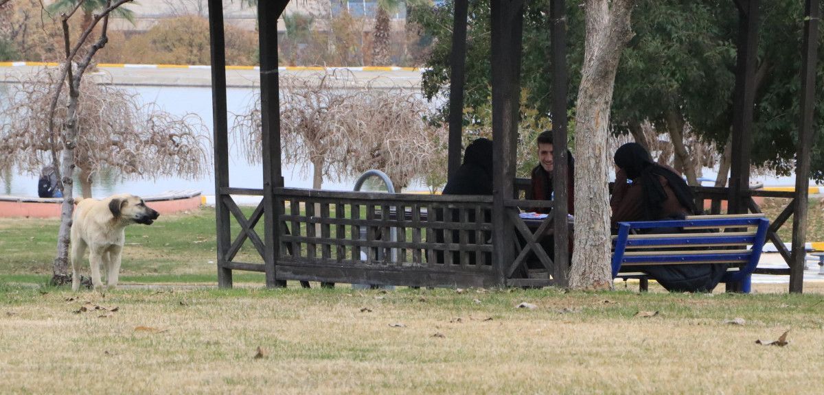 Şanlıurfa'daki üniversite kampüsünde köpek dehşeti