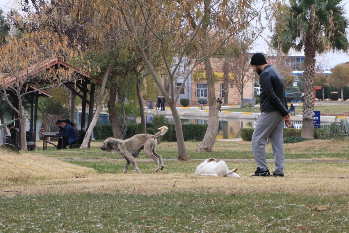 Şanlıurfa'daki üniversite kampüsünde köpek dehşeti