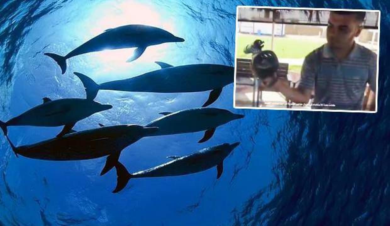 Şoke eden iddia: İsrail hedefleri 'katil yunuslar'la vurdu