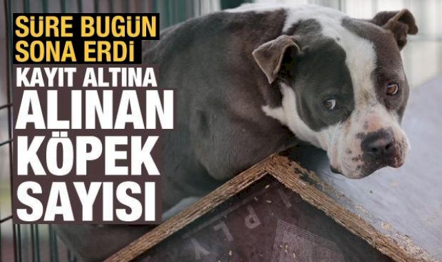 20 bin 843 köpek kayıt altına alındı