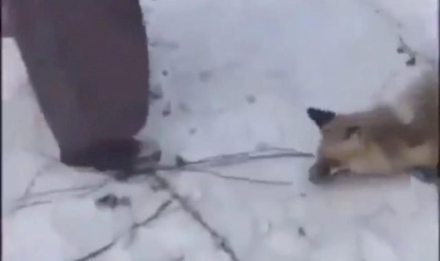 Ardahan'da yaralı tilkiye işkence görüntülerine soruşturma başlatıldı