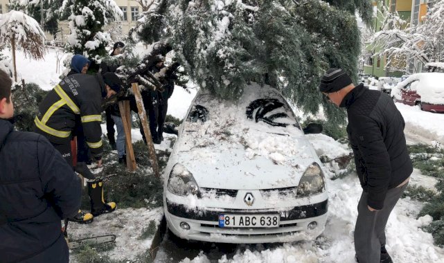 Düzce'de kar yağışına dayanamayan ağaç, aracın üzerine devrildi