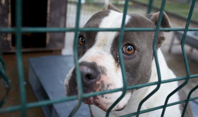 Edirne'deki barınaklarda yasak ırklar için yer kalmadı