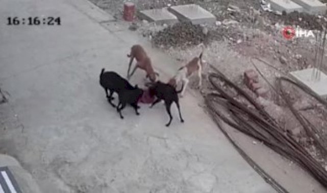 Hindistan'da 4 yaşındaki çocuğa sokak köpekleri saldırdı