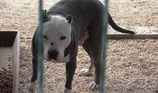 Yasaklı 6 köpek ırkının kayıt altına alınması için yarın son gün