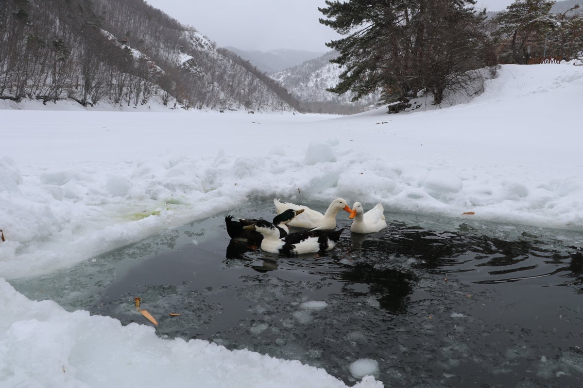 Amasya'nın Boraboy Gölü dondu