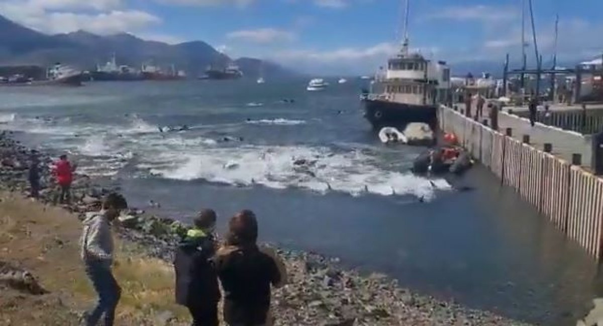 Arjantin’de yalancı katil balinalar kıyıya akın etti