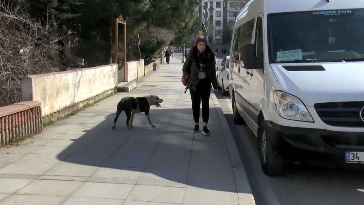 Ataşehir'deki okul çevresinde pitbull paniği