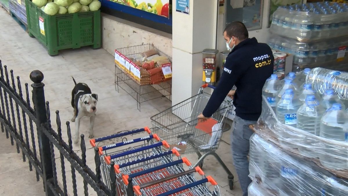 Ataşehir'deki okul çevresinde pitbull paniği