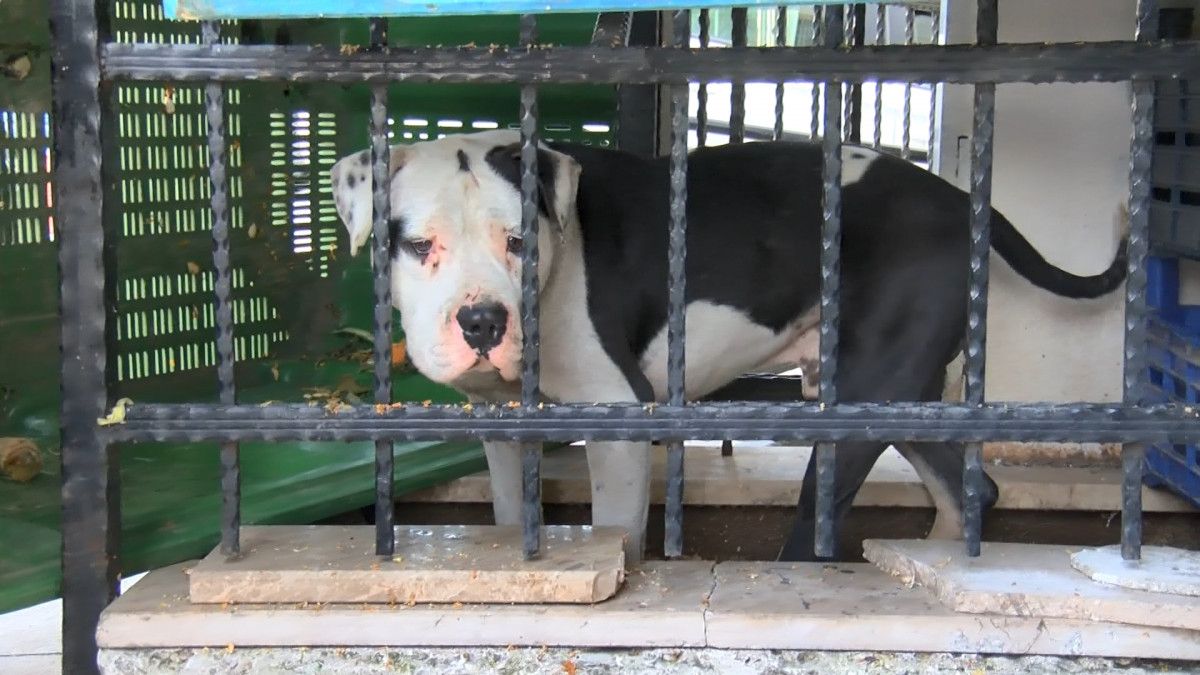 Ataşehir'deki okul çevresinde pitbull paniği