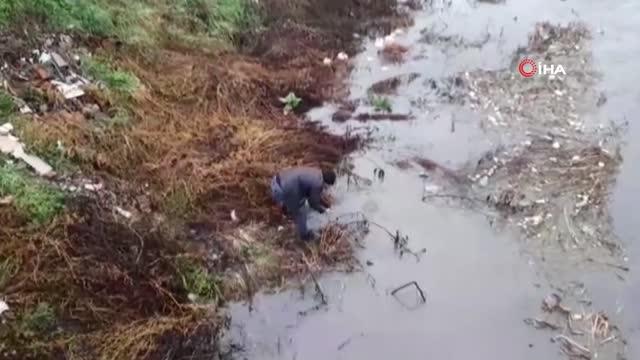 Debisi yükselen Yeşilırmak'ta balıklar kıyıya vurdu