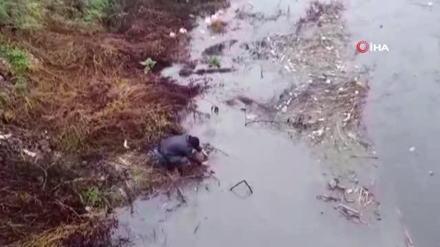 Debisi yükselen Yeşilırmak'ta balıklar kıyıya vurdu