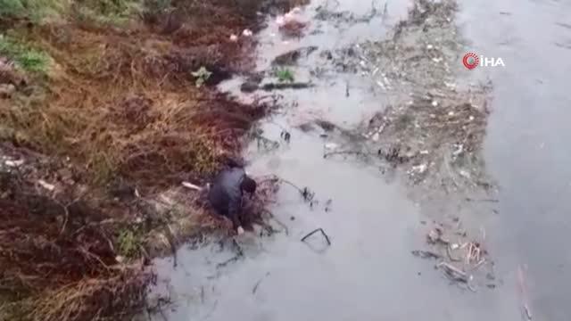 Debisi yükselen Yeşilırmak'ta balıklar kıyıya vurdu
