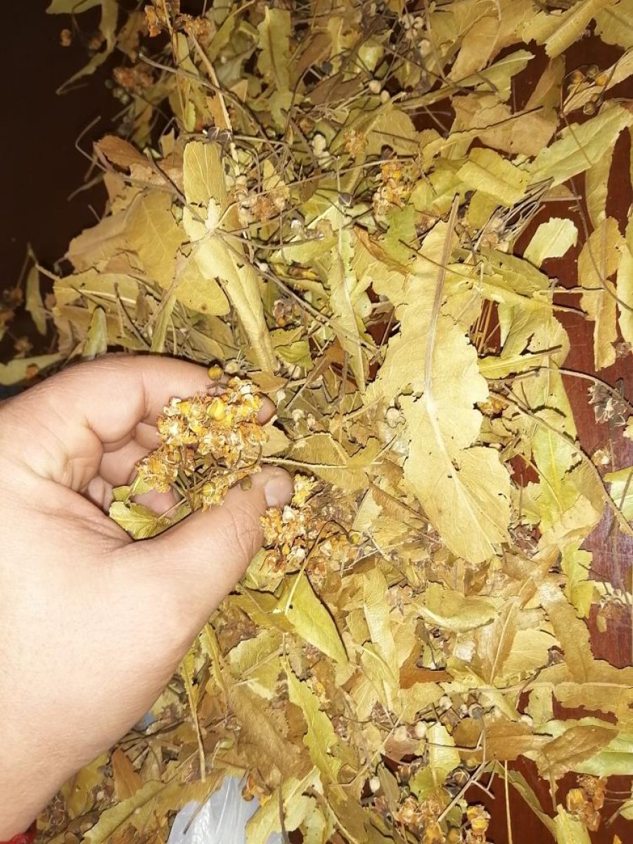 Ihlamur çiçeğinin fiyatı 500 TL'ye yükseldi