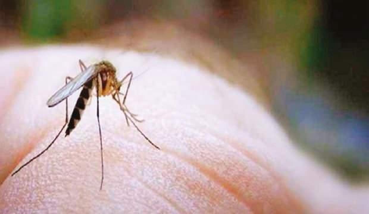 Kırmızı, turuncu ve siyah giyenler dikkat: Sivrisinekler...