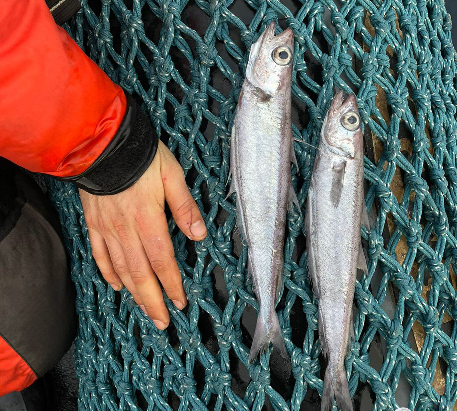 Korkutan görüntü: Dev trol teknesi Atlantik Okyanusu'na 100 bin ölü balık bıraktı