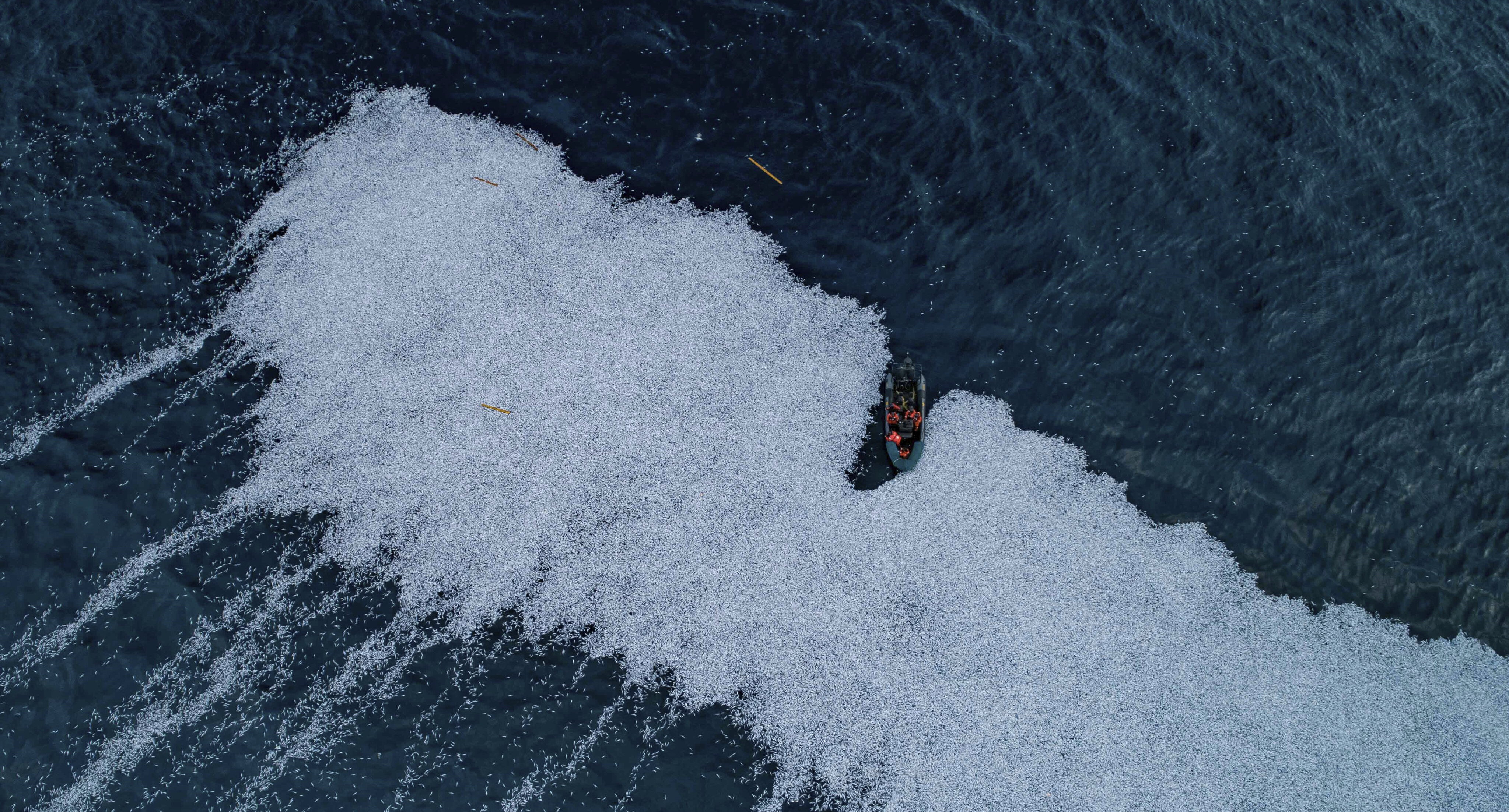 Korkutan görüntü: Dev trol teknesi Atlantik Okyanusu'na 100 bin ölü balık bıraktı