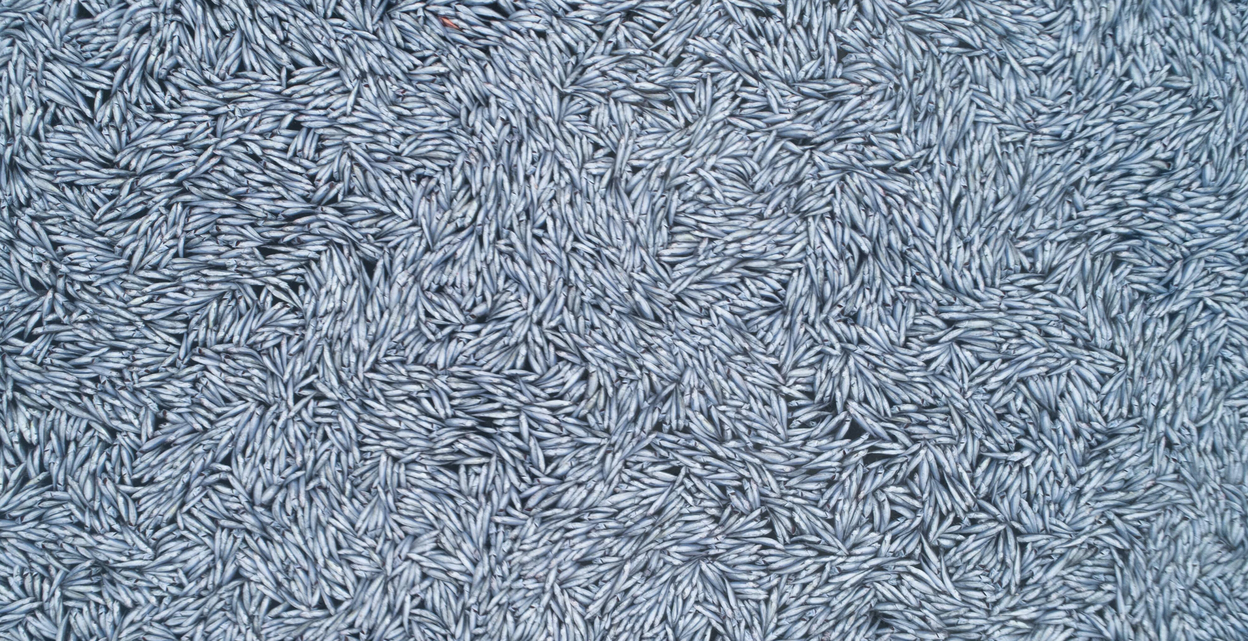 Korkutan görüntü: Dev trol teknesi Atlantik Okyanusu'na 100 bin ölü balık bıraktı