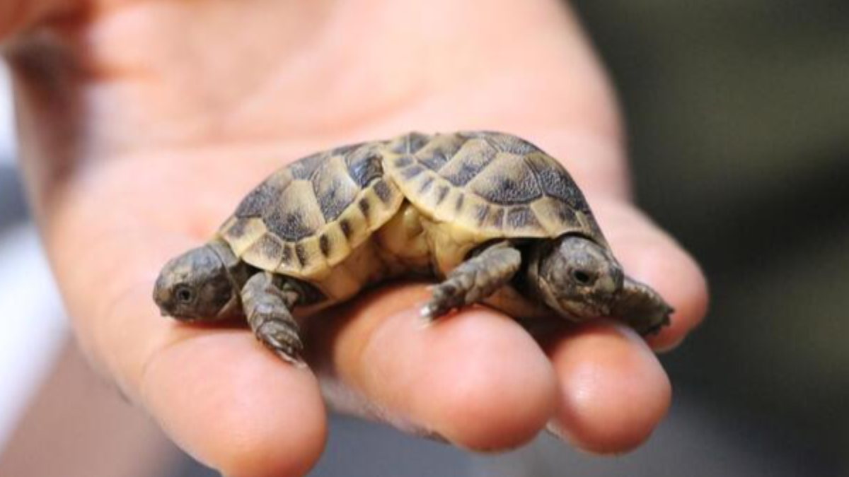Pamukkale&#039;de bulunan siyam ikizi kaplumbağalar öldü
