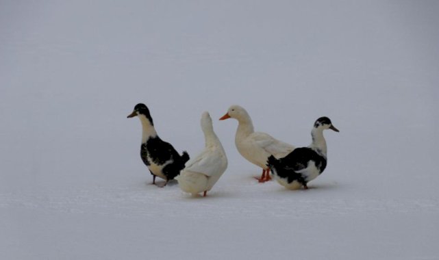 Amasya'nın Boraboy Gölü dondu
