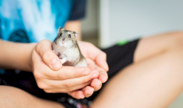 Hong Kong'da hamsterlardan insanlara korona bulaştı