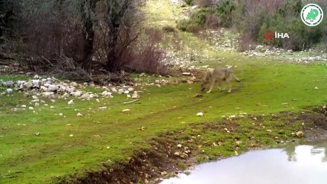 Yaban hayatı foto-kapanlara yansıdı