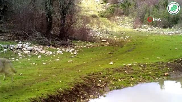 Yaban hayatı foto-kapanlara yansıdı