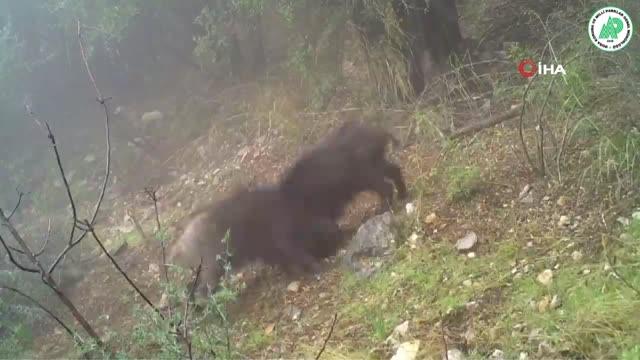 Yaban hayatı foto-kapanlara yansıdı