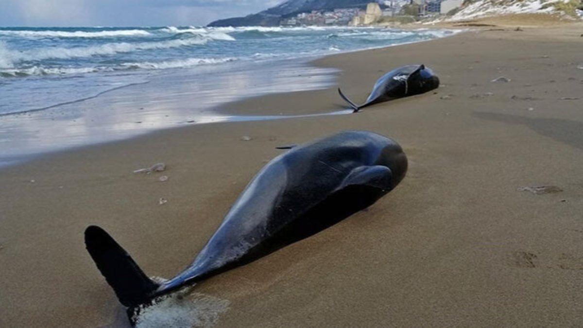 Batı Karadeniz&#039;de boğulma sonucu 80 yunus öldü