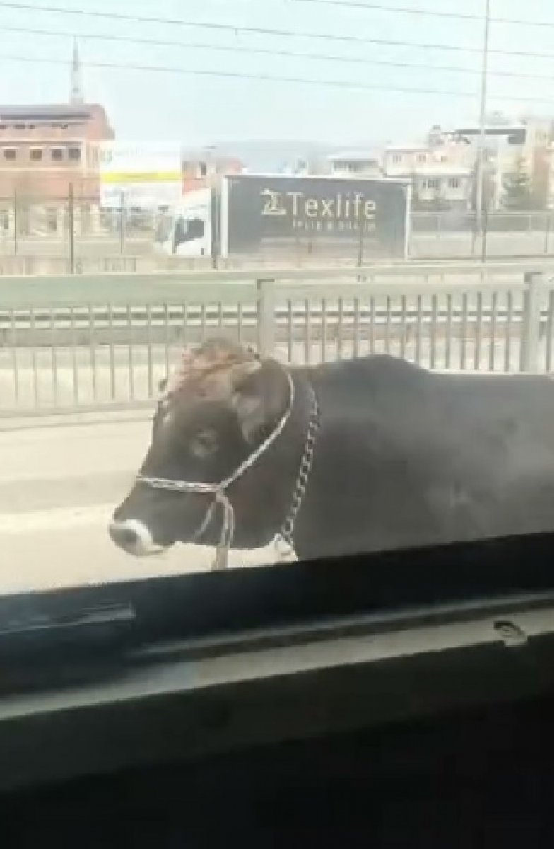 Bursa’da sahibinin elinden kaçan boğa, şehri birbirine kattı
