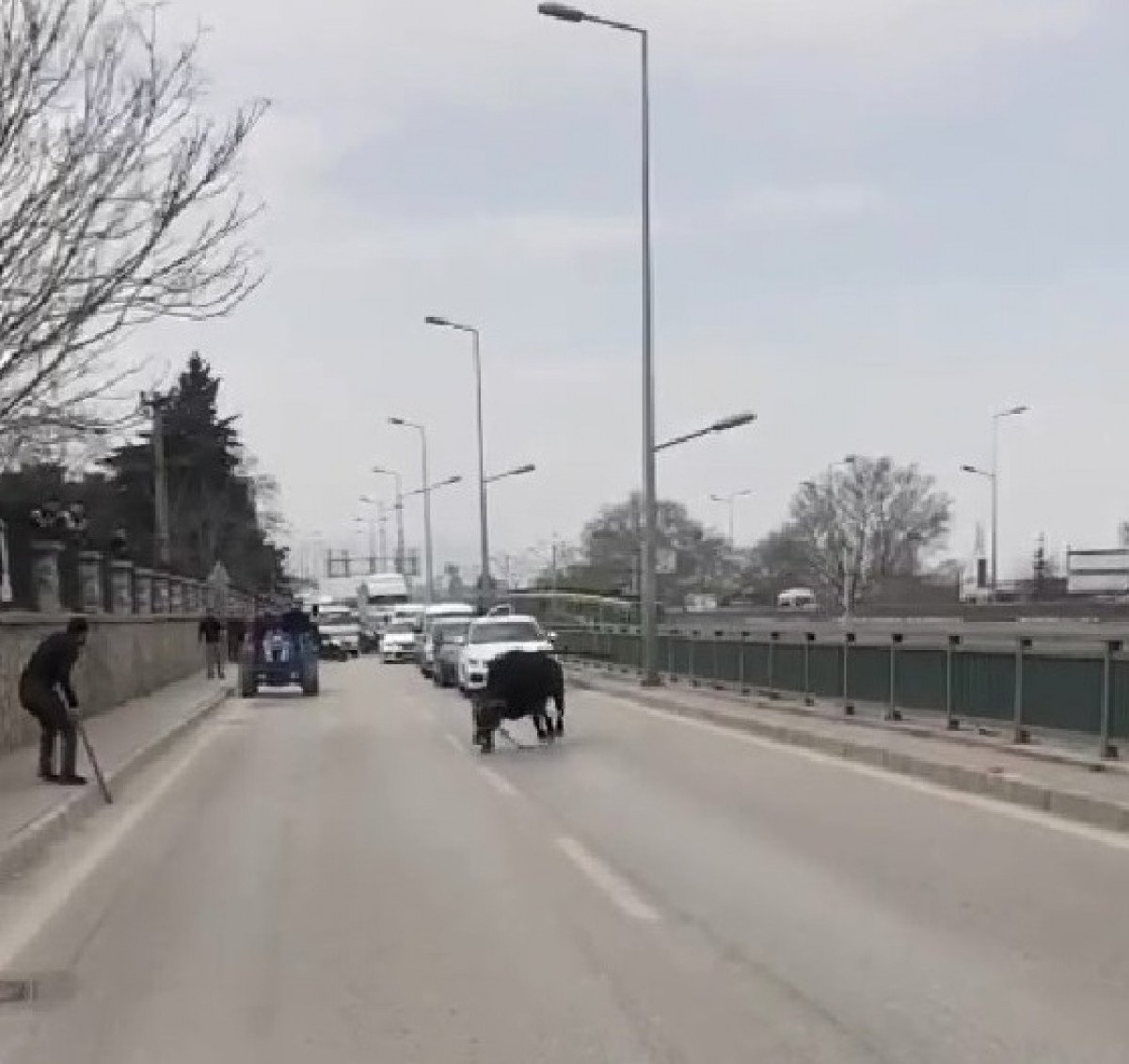 Bursa’da sahibinin elinden kaçan boğa, şehri birbirine kattı