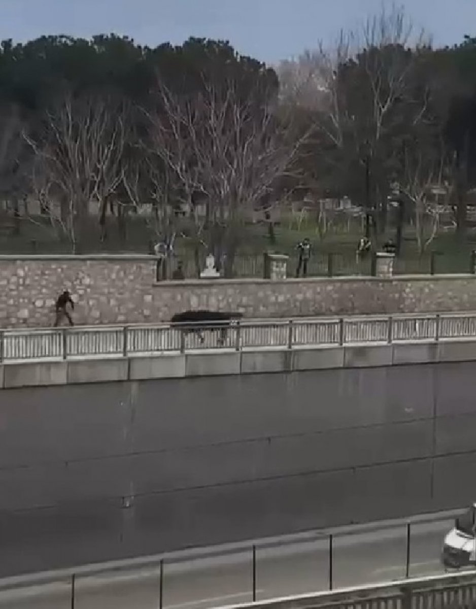 Bursa’da sahibinin elinden kaçan boğa, şehri birbirine kattı