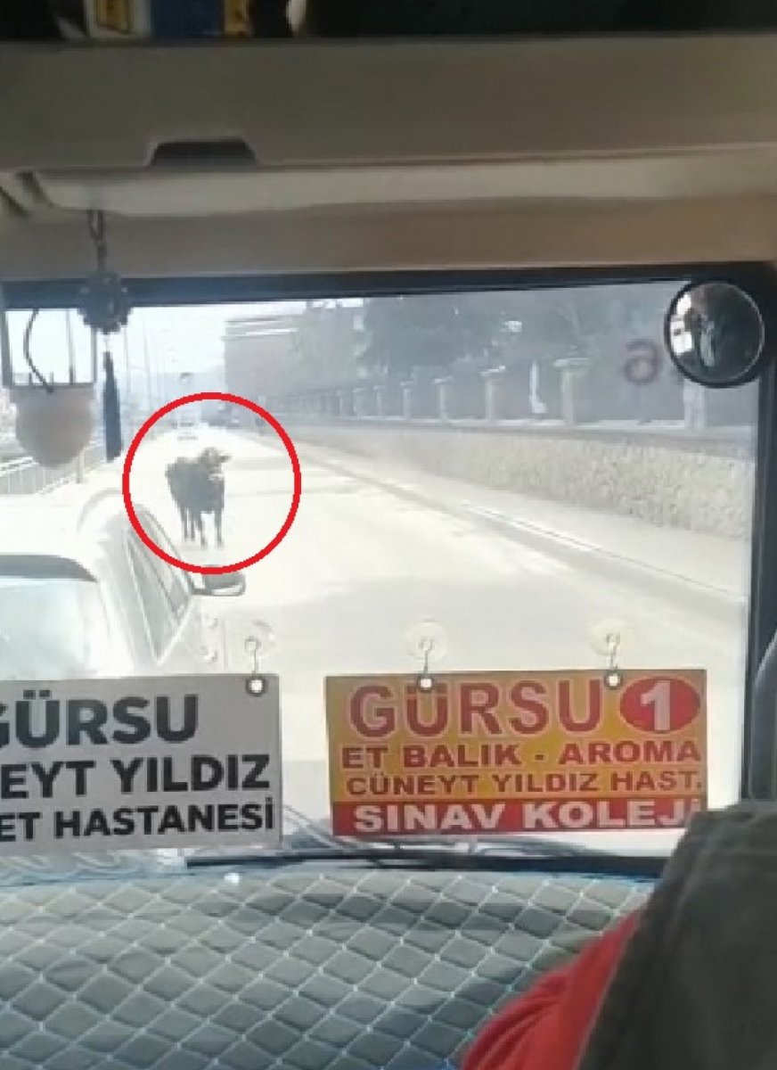 Bursa’da sahibinin elinden kaçan boğa, şehri birbirine kattı