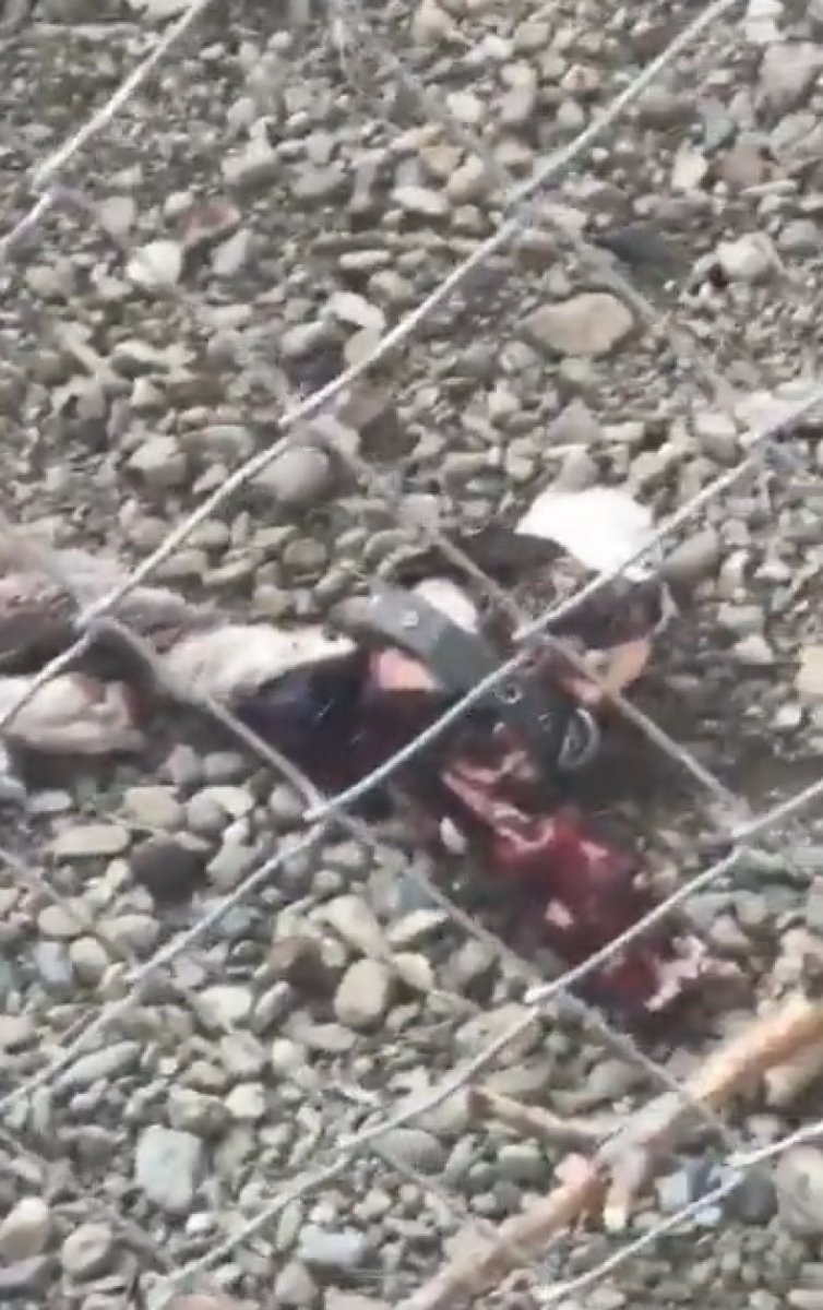 Çanakkale’deki merkezde köpeklerin açlıktan birbirini yediği iddiası