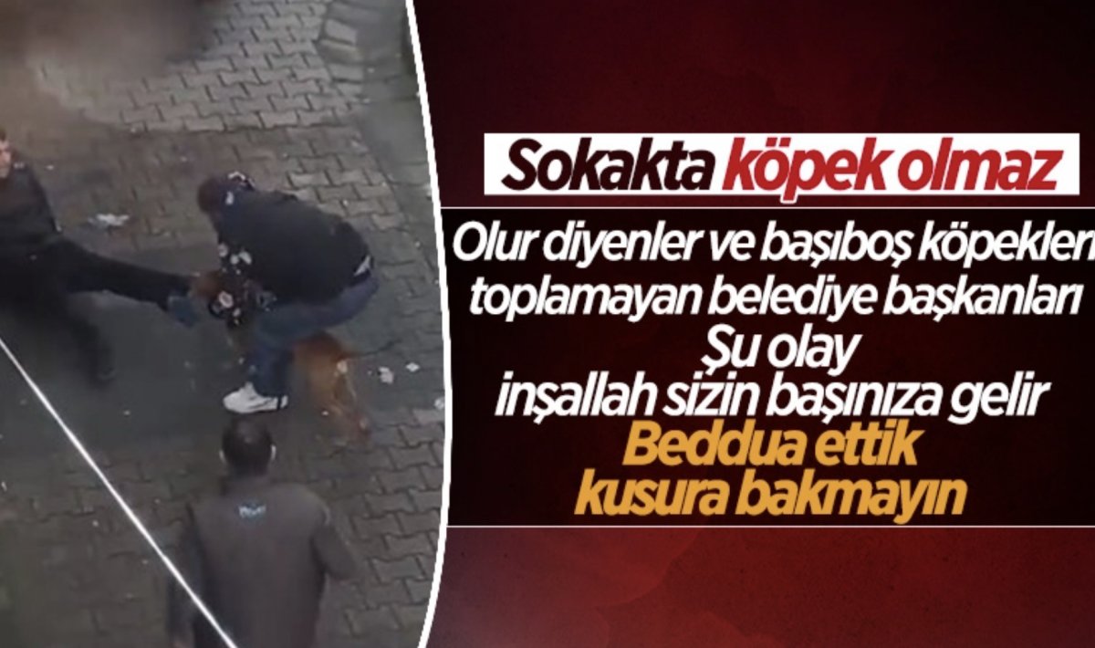 Güngören'de gence saldıran pitbull barınağa teslim edildi