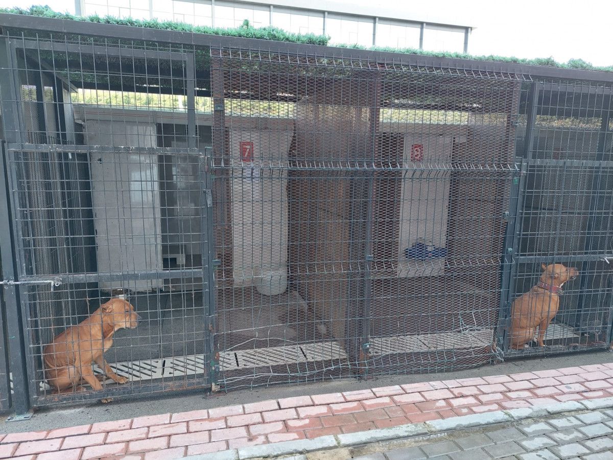 Güngören'de gence saldıran pitbull barınağa teslim edildi