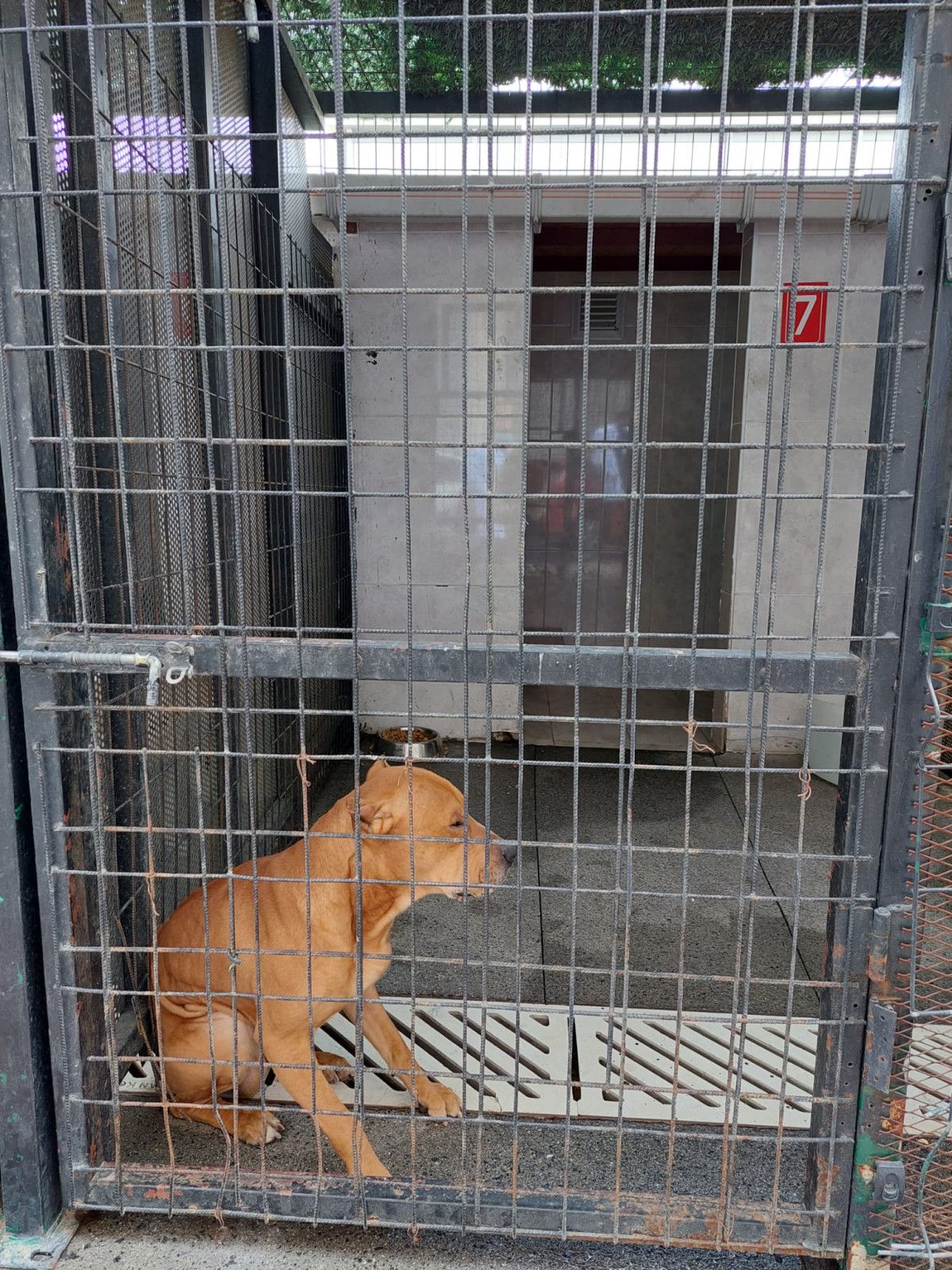 Güngören'de gence saldıran pitbull barınağa teslim edildi